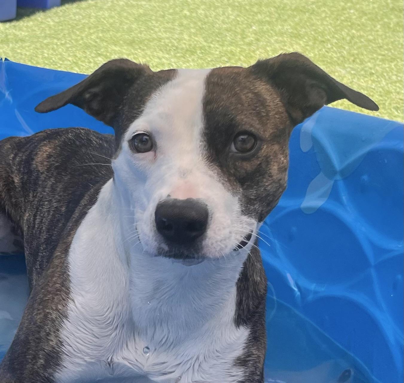 Penny, Adoptable, Young Female Pit Bull Terrier & Mixed Breed.