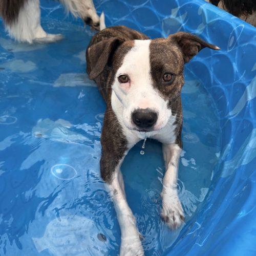 Enlarge Penny, a Adoptable mixed breed in Georgetown, KY image 1/5