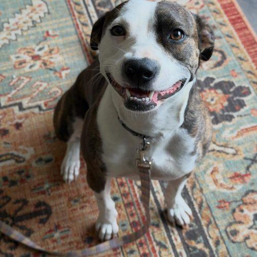 Enlarge Penny, a Adoptable mixed breed in Georgetown, KY image 3/5