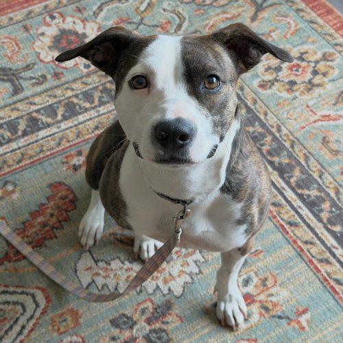 Enlarge Penny, a Adoptable mixed breed in Georgetown, KY image 4/5