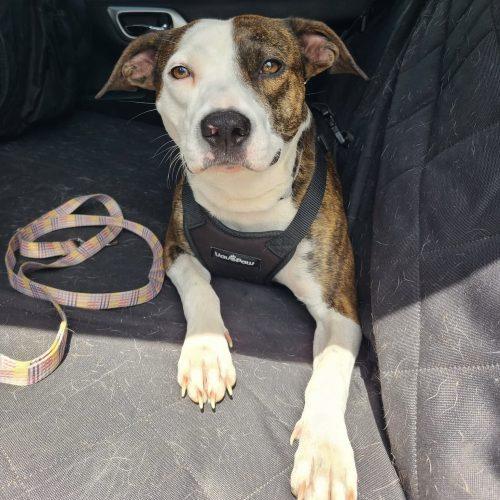 Enlarge Penny, a Adoptable mixed breed in Georgetown, KY image 5/5