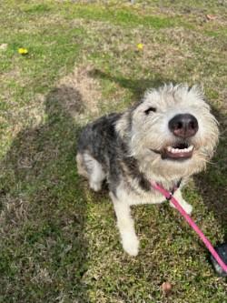 Enlarge Kera17481 (RESCUED) , a other mixed breed in Rocky Mount, NC image 1/3