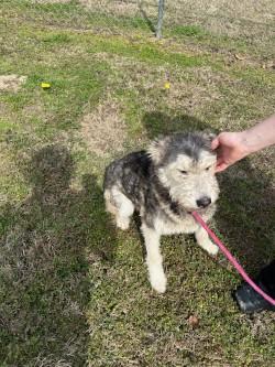 Enlarge Kera17481 (RESCUED) , a other mixed breed in Rocky Mount, NC image 2/3