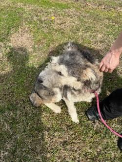 Enlarge Kera17481 (RESCUED) , a other mixed breed in Rocky Mount, NC image 3/3