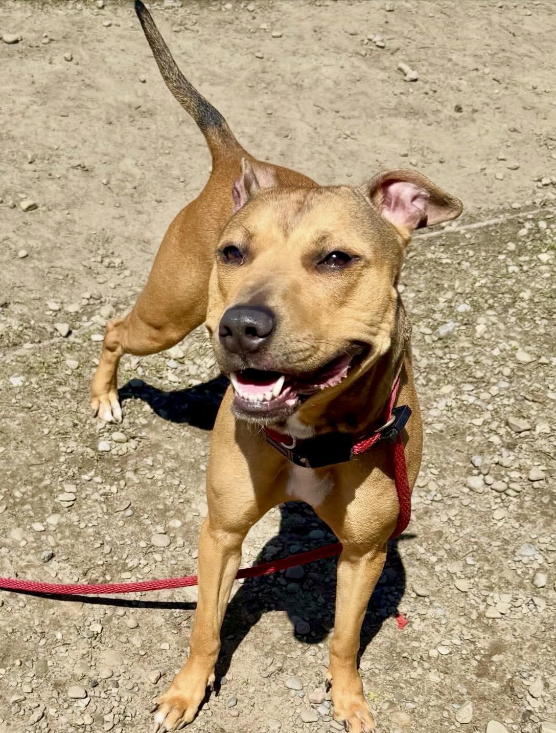 Enlarge Kesha, an adopted mixed breed in Buffalo, NY image 3/3
