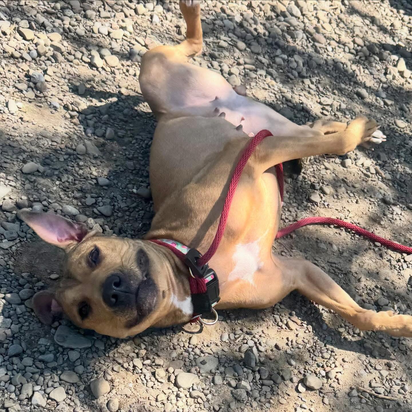 Enlarge Kesha, an adopted mixed breed in Buffalo, NY image 2/3
