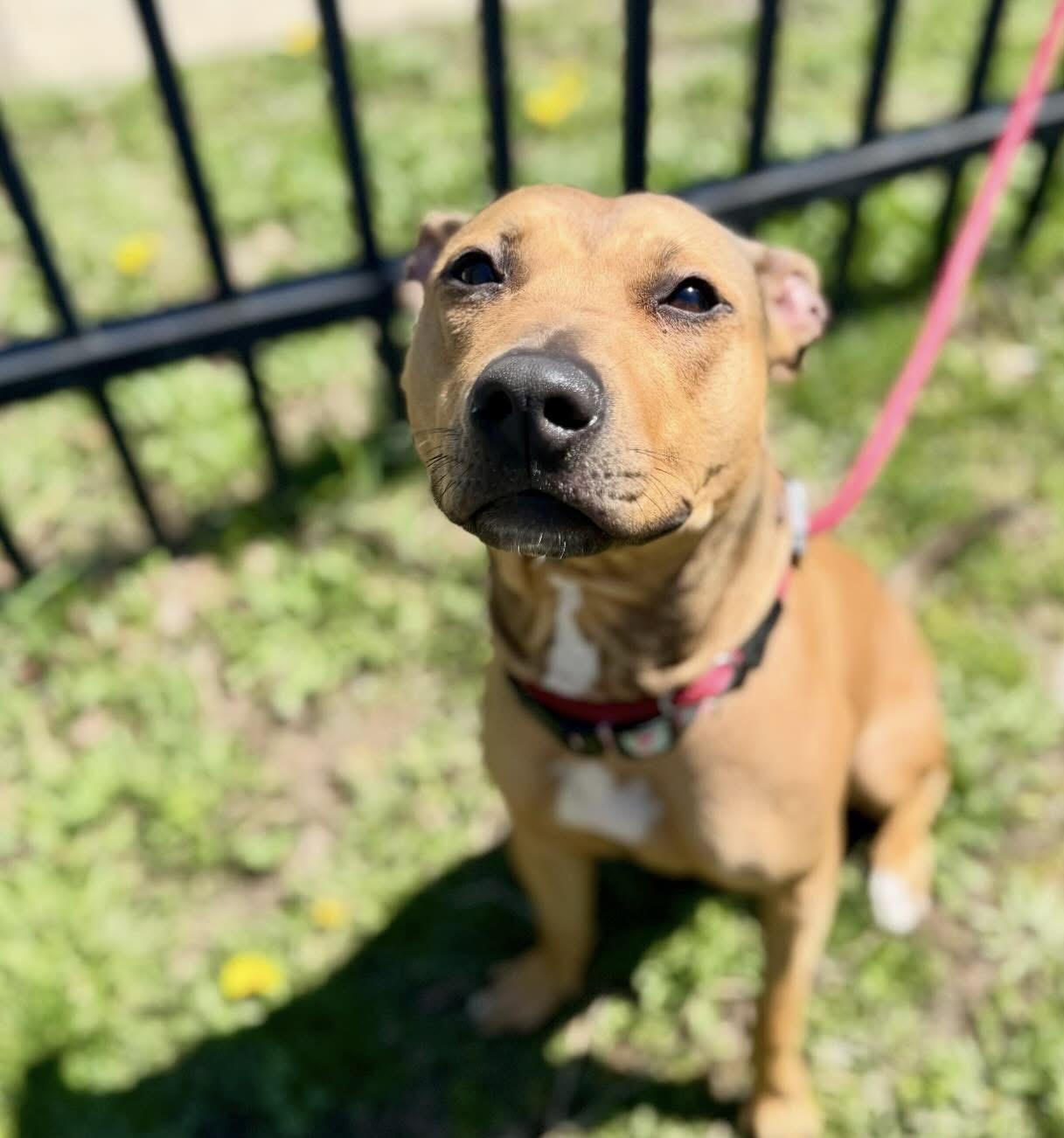 Kesha, adopted, Young Female Pit Bull Terrier.