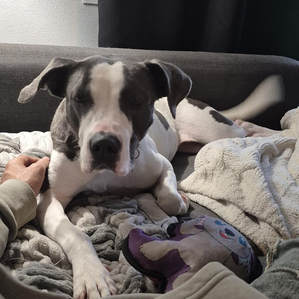 Lucy, Adoptable, Adult Female Pit Bull Terrier & Mixed Breed.