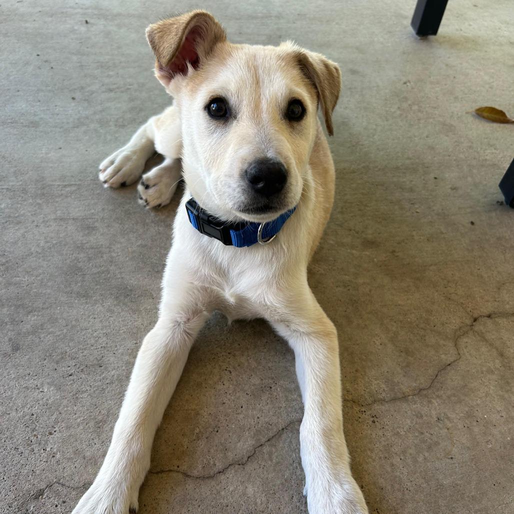 Teddy, Adoptable, Young Male Labrador Retriever.