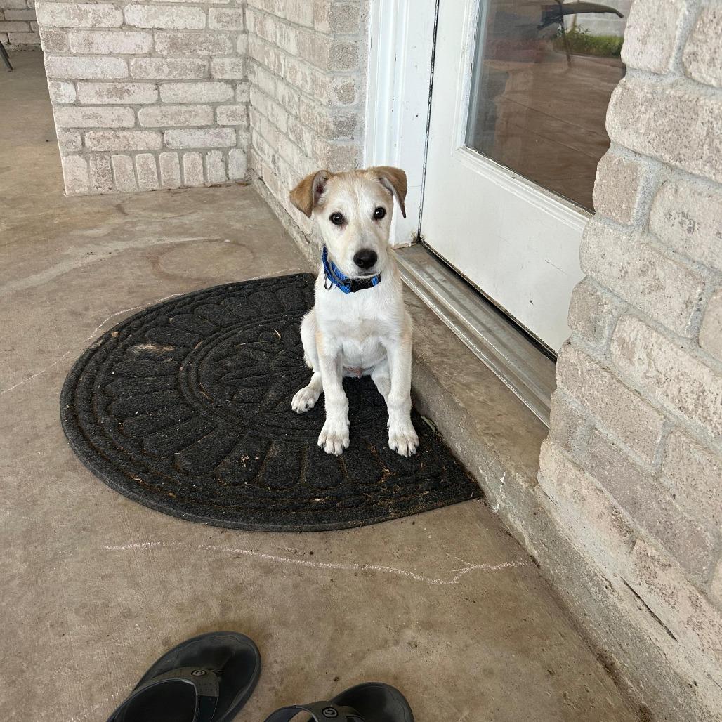 Enlarge Teddy, a Adoptable Labrador Retriever in New Fairfield, CT image 2/6