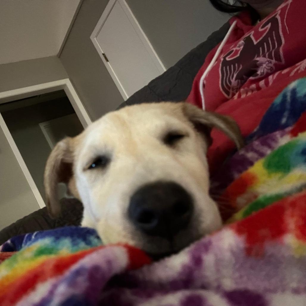 Enlarge Teddy, a Adoptable Labrador Retriever in New Fairfield, CT image 3/6