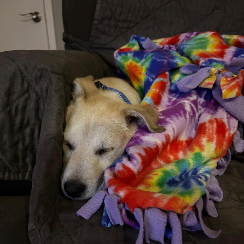 Enlarge Teddy, a Adoptable Labrador Retriever in New Fairfield, CT image 4/6