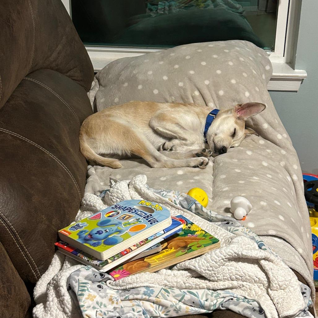 Enlarge Teddy, a Adoptable Labrador Retriever in New Fairfield, CT image 5/6