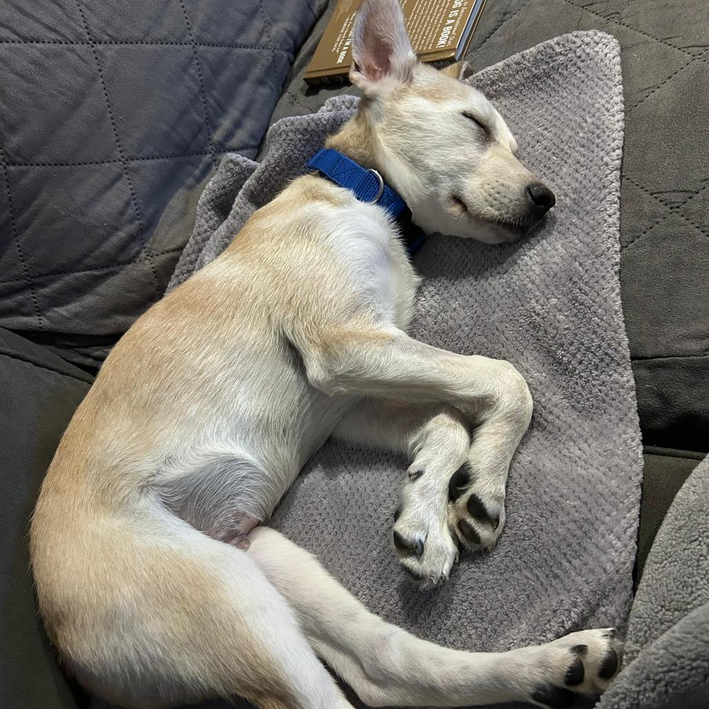Enlarge Teddy, a Adoptable Labrador Retriever in New Fairfield, CT image 6/6