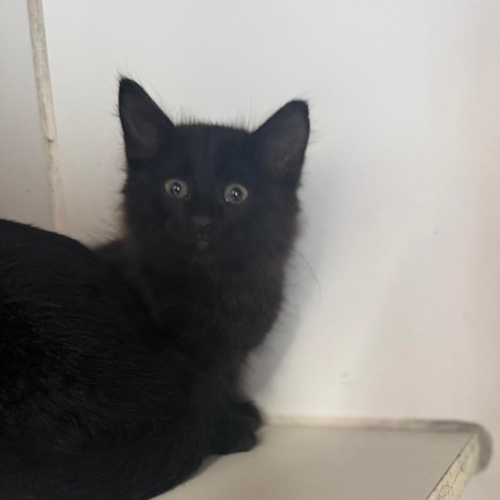 Thomas, Adoptable, Kitten Male Domestic Long Hair.