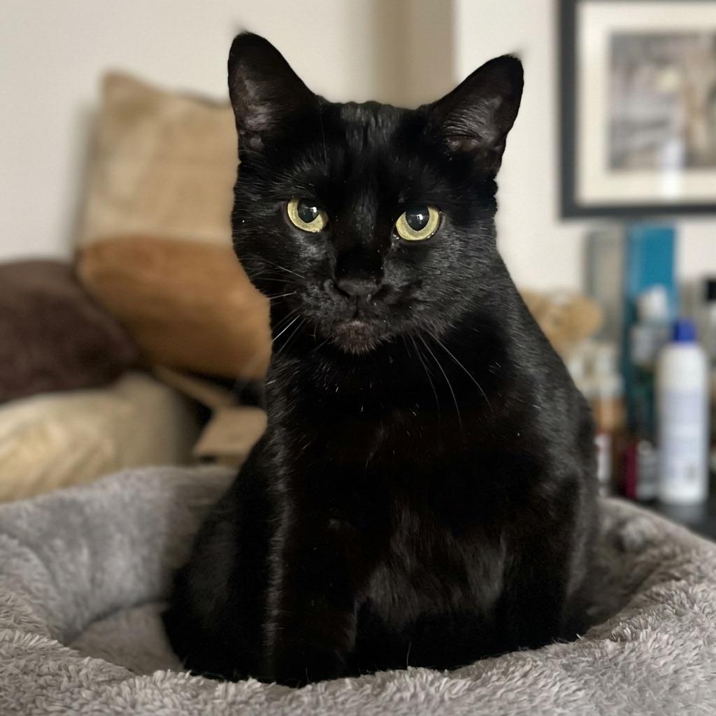 STUNNING STELLA, an adoptable Bombay in Danbury, CT image 2/2