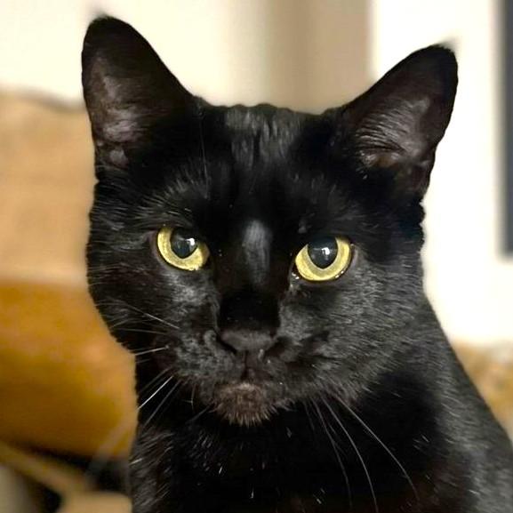 STUNNING STELLA, adoptable, Adult Female Bombay.
