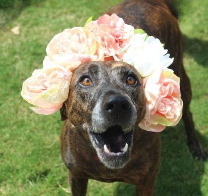 Tilly 754-22, Adoptable, Adult Female Plott Hound & Mixed Breed.