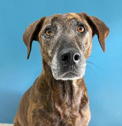 Tilly 754-22, Adoptable, Adult Female Plott Hound & Mixed Breed.