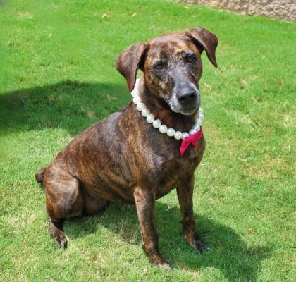 Tilly 754-22, a Adoptable mixed breed in Cumming, GA image 2/3