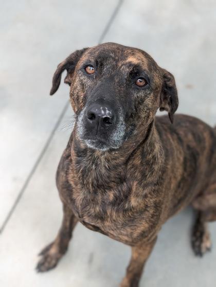 Tilly 754-22, a Adoptable mixed breed in Cumming, GA image 3/3