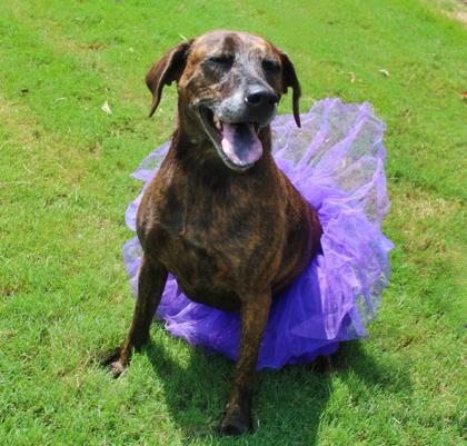 Enlarge Tilly 754-22, a Adoptable mixed breed in Cumming, GA image 2/2