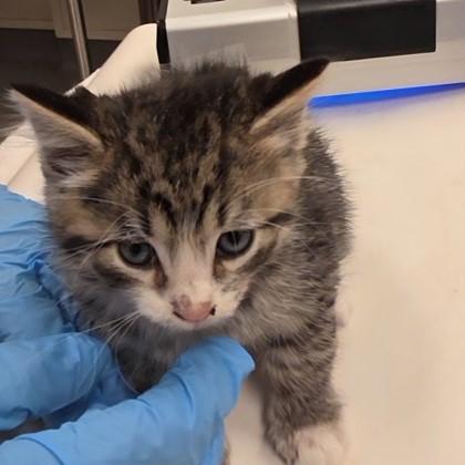 Aspen, Adoptable, Kitten Male Domestic Short Hair & Domestic Short Hair.