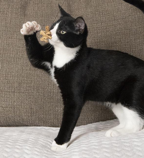 Polyanna, a Adoptable Extra-Toes Cat / Hemingway Polydactyl in Chicago, IL image 1/6