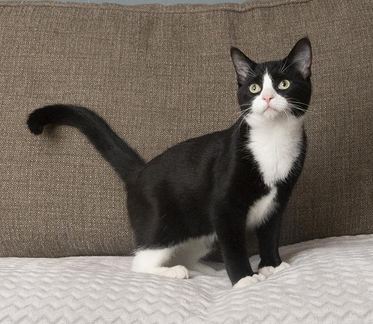 Polyanna, a Adoptable Extra-Toes Cat / Hemingway Polydactyl in Chicago, IL image 2/6