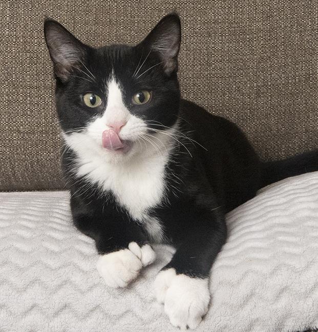 Polyanna, a Adoptable Extra-Toes Cat / Hemingway Polydactyl in Chicago, IL image 3/6