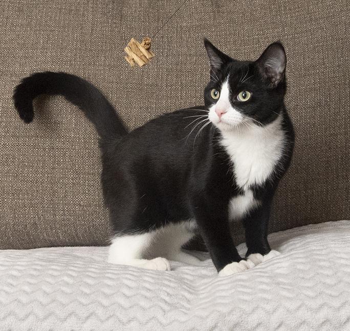 Polyanna, a Adoptable Extra-Toes Cat / Hemingway Polydactyl in Chicago, IL image 4/6