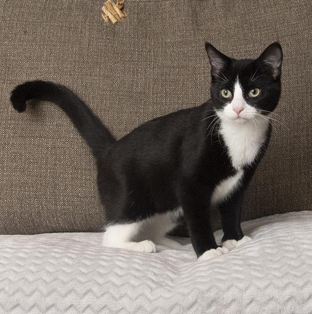 Polyanna, a Adoptable Extra-Toes Cat / Hemingway Polydactyl in Chicago, IL image 5/6