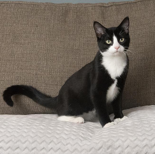 Polyanna, a Adoptable Extra-Toes Cat / Hemingway Polydactyl in Chicago, IL image 6/6