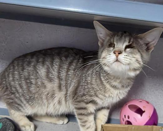 Guppy, Adoptable, Young Male Domestic Short Hair.