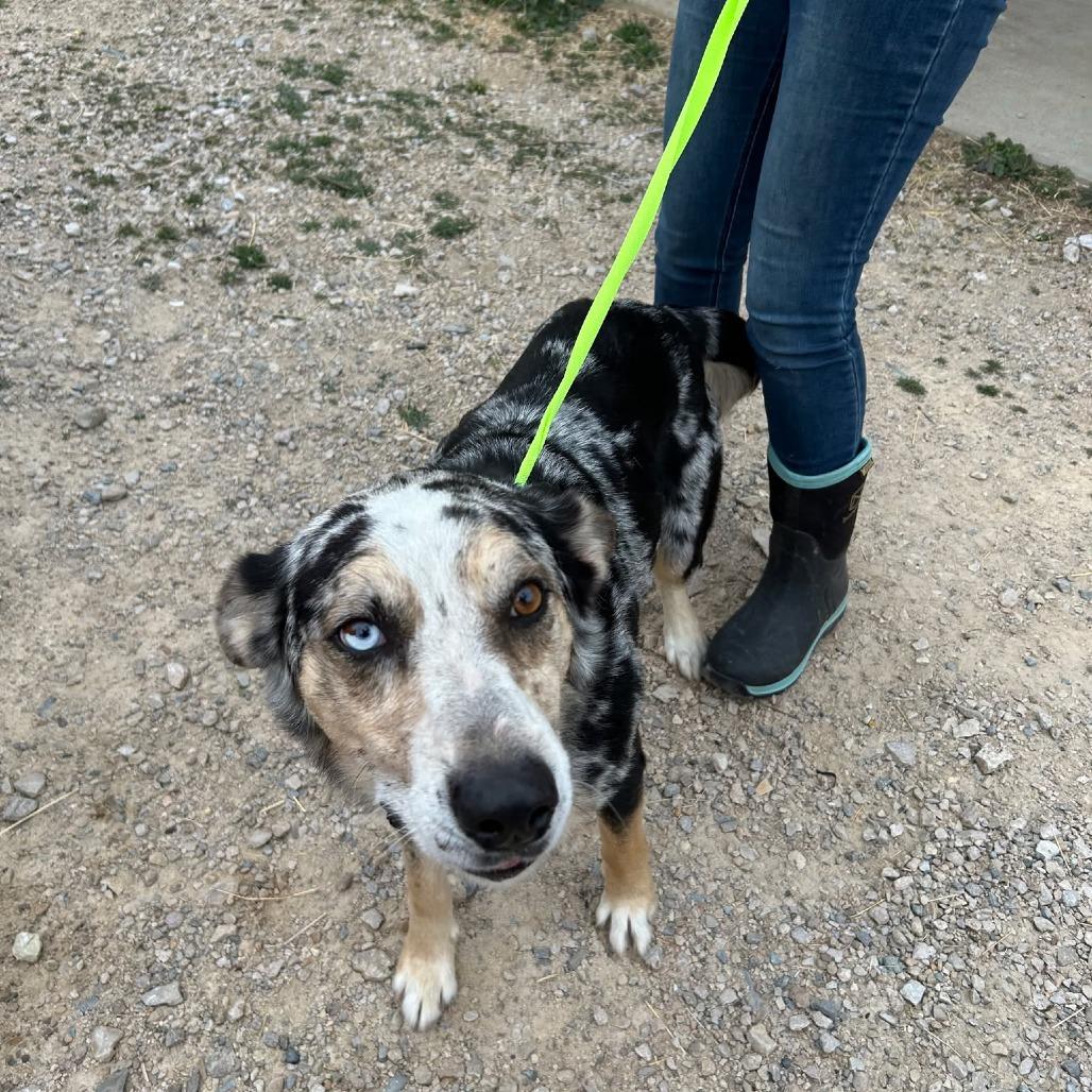 Ronan, Adoptable, Adult Male Australian Shepherd.