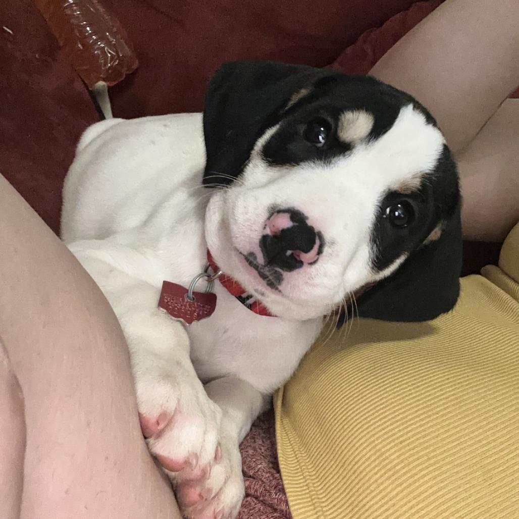 Rogue, Adoptable, Puppy Female Hound.