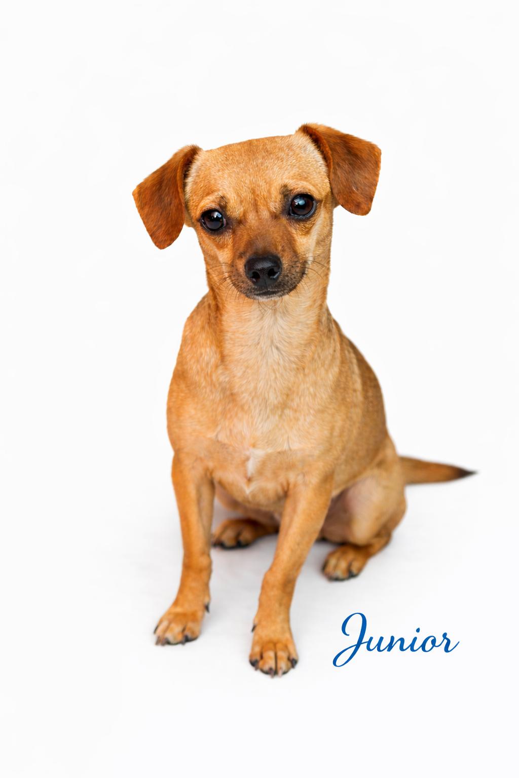 Enlarge Junior, an adopted mixed breed in SYLVANIA, GA image 1/1