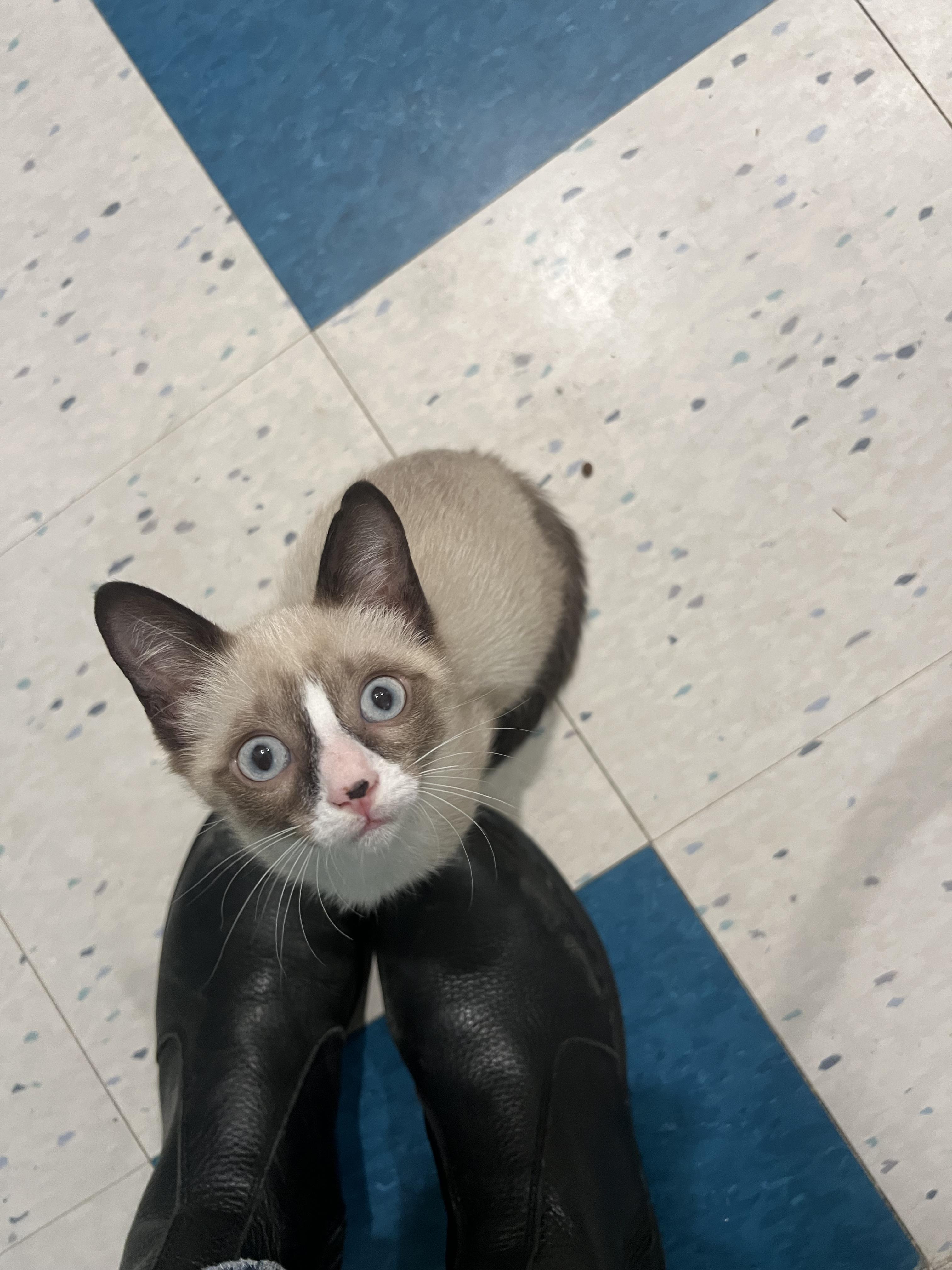 Enlarge Smudge!, an adopted Domestic Short Hair in Wellesley, MA image 5/6