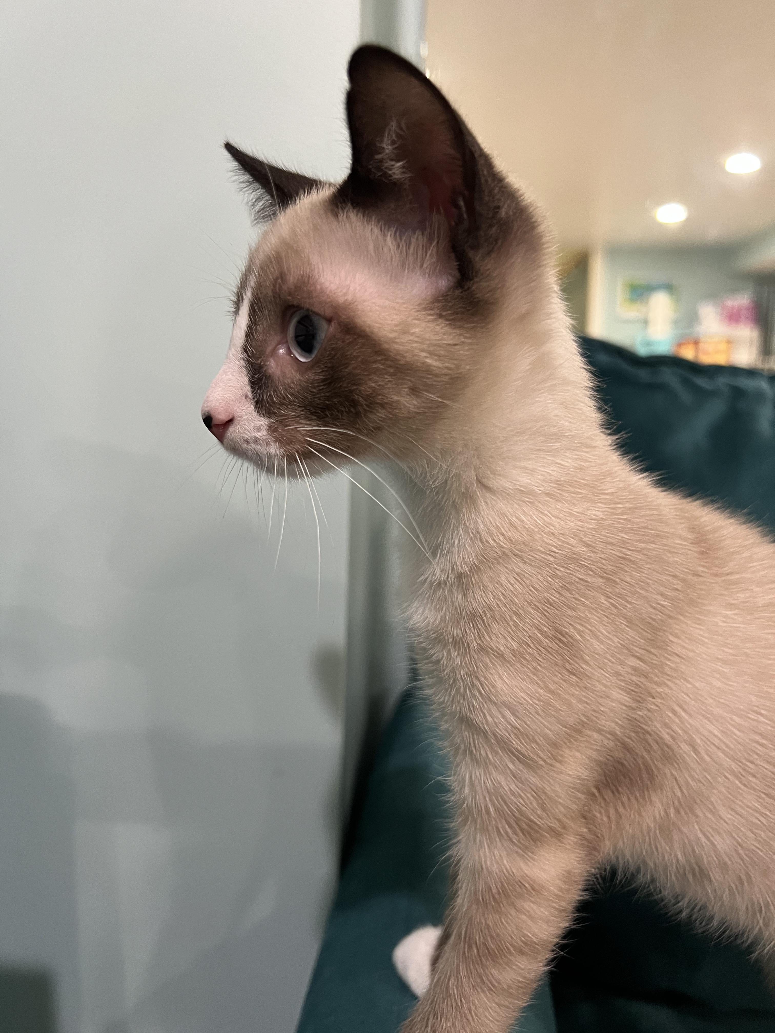 Enlarge Smudge!, an adopted Domestic Short Hair in Wellesley, MA image 2/6