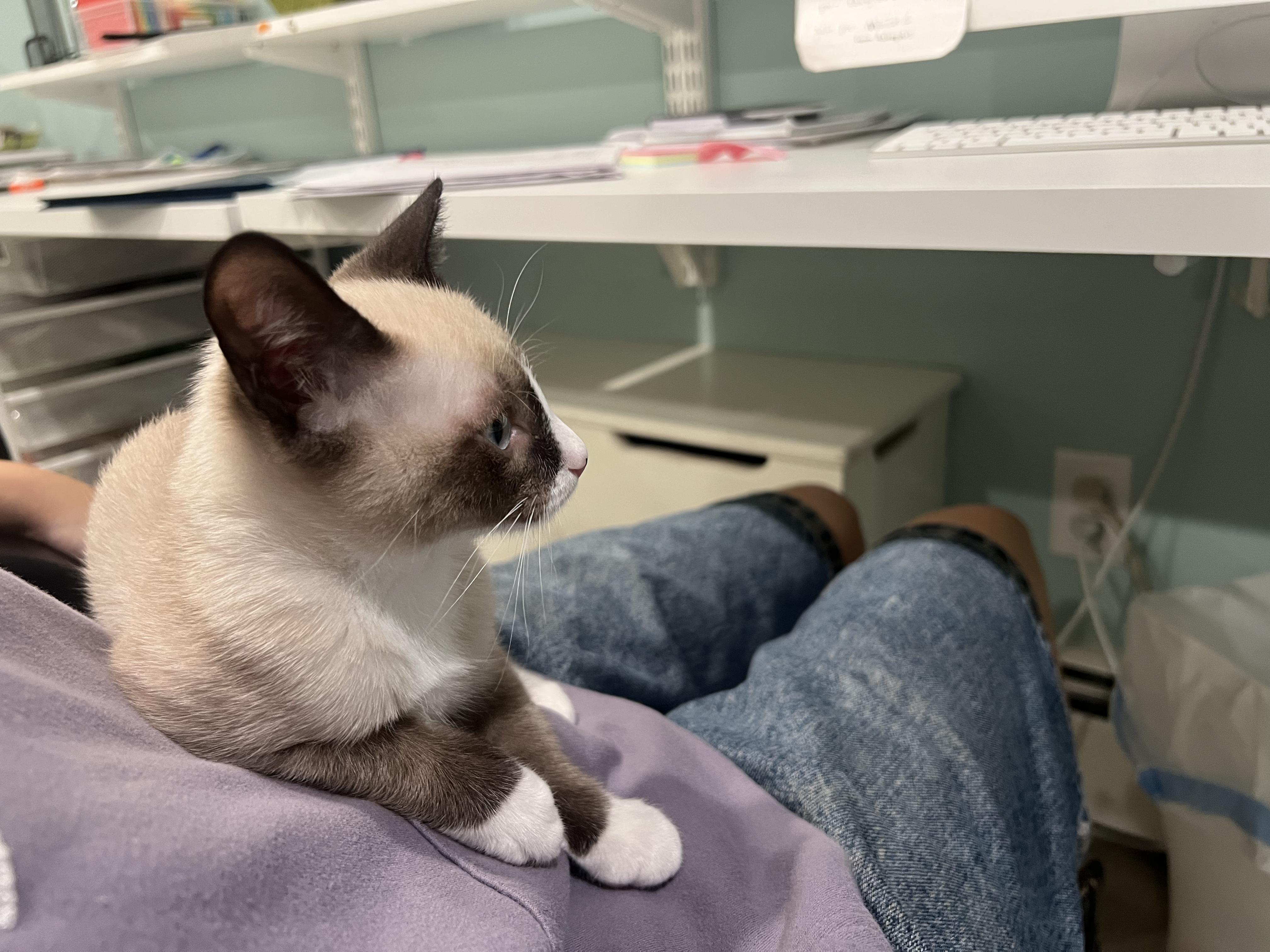 Enlarge Smudge!, an adopted Domestic Short Hair in Wellesley, MA image 6/6