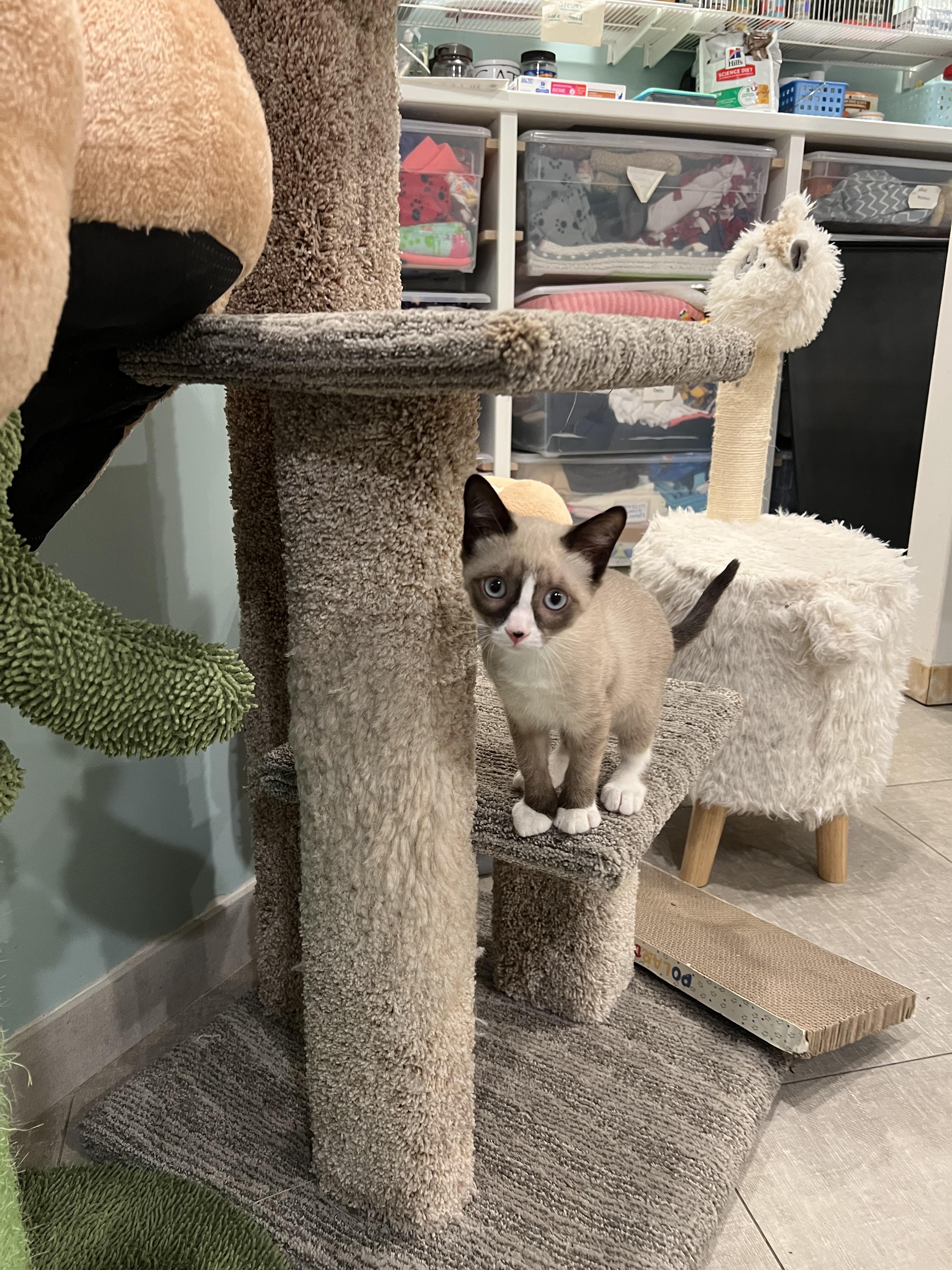 Enlarge Smudge!, an adopted Domestic Short Hair in Wellesley, MA image 4/6
