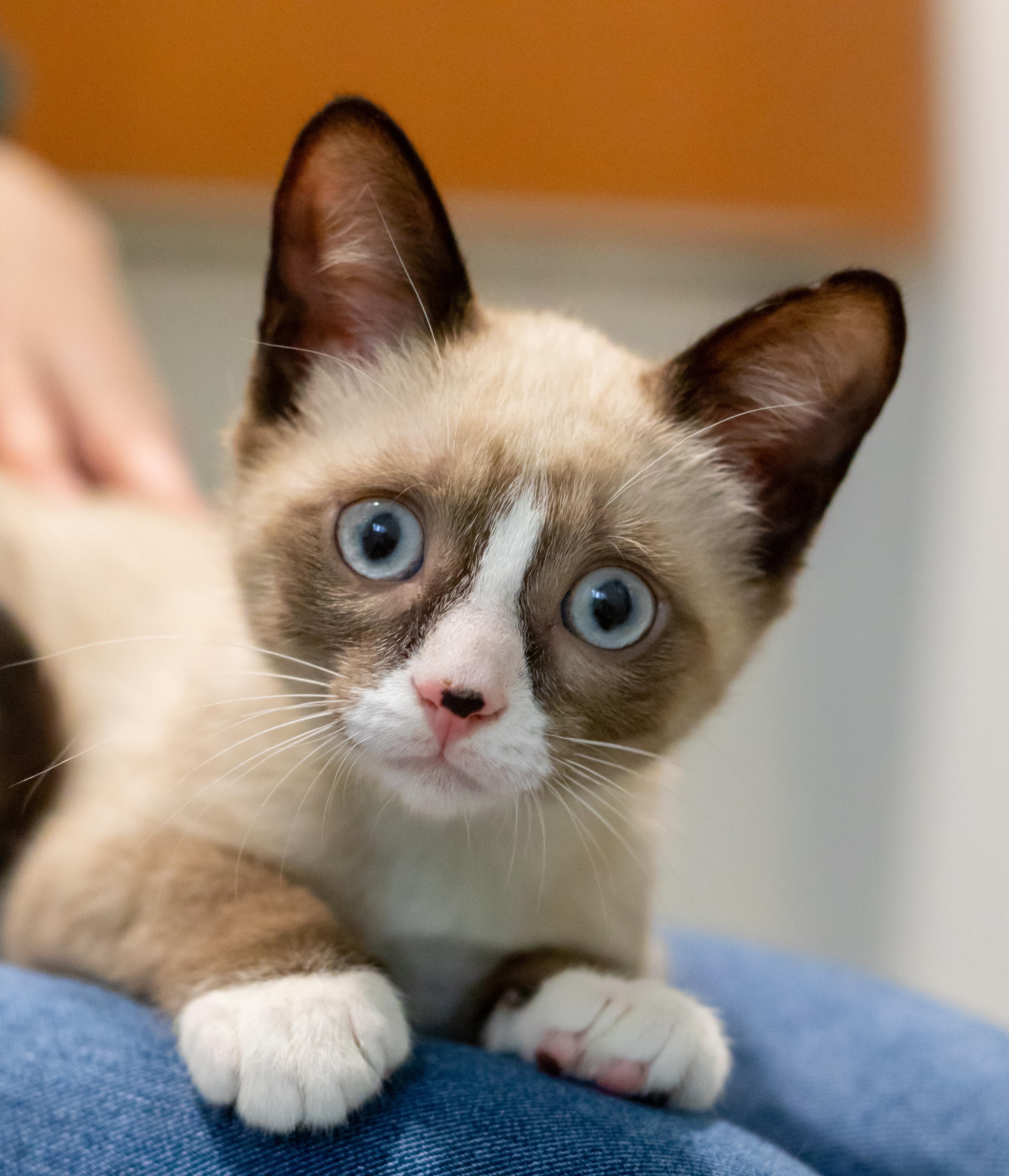 Enlarge Smudge!, an adopted Domestic Short Hair in Wellesley, MA image 1/6