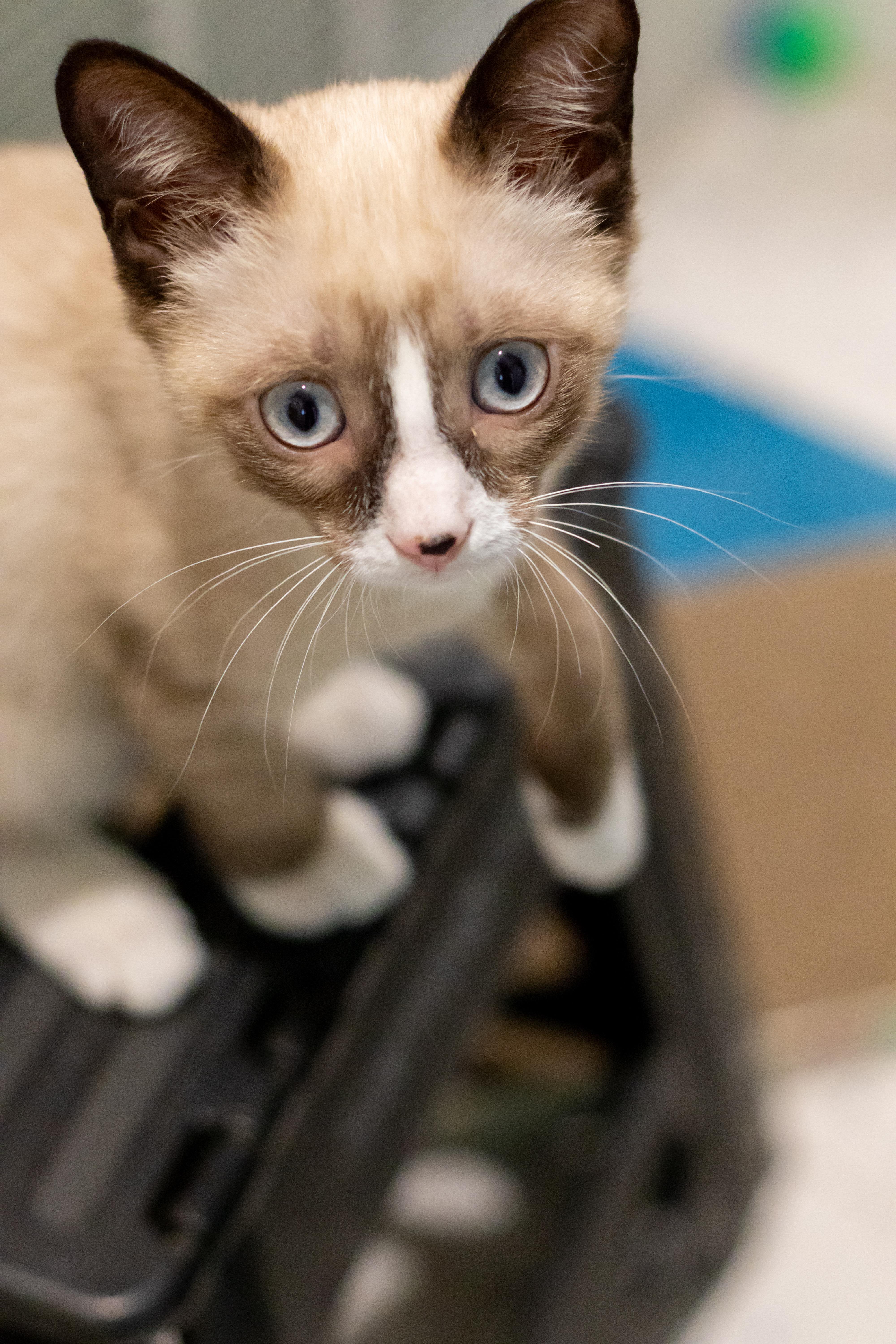 Enlarge Smudge!, an adopted Domestic Short Hair in Wellesley, MA image 3/6
