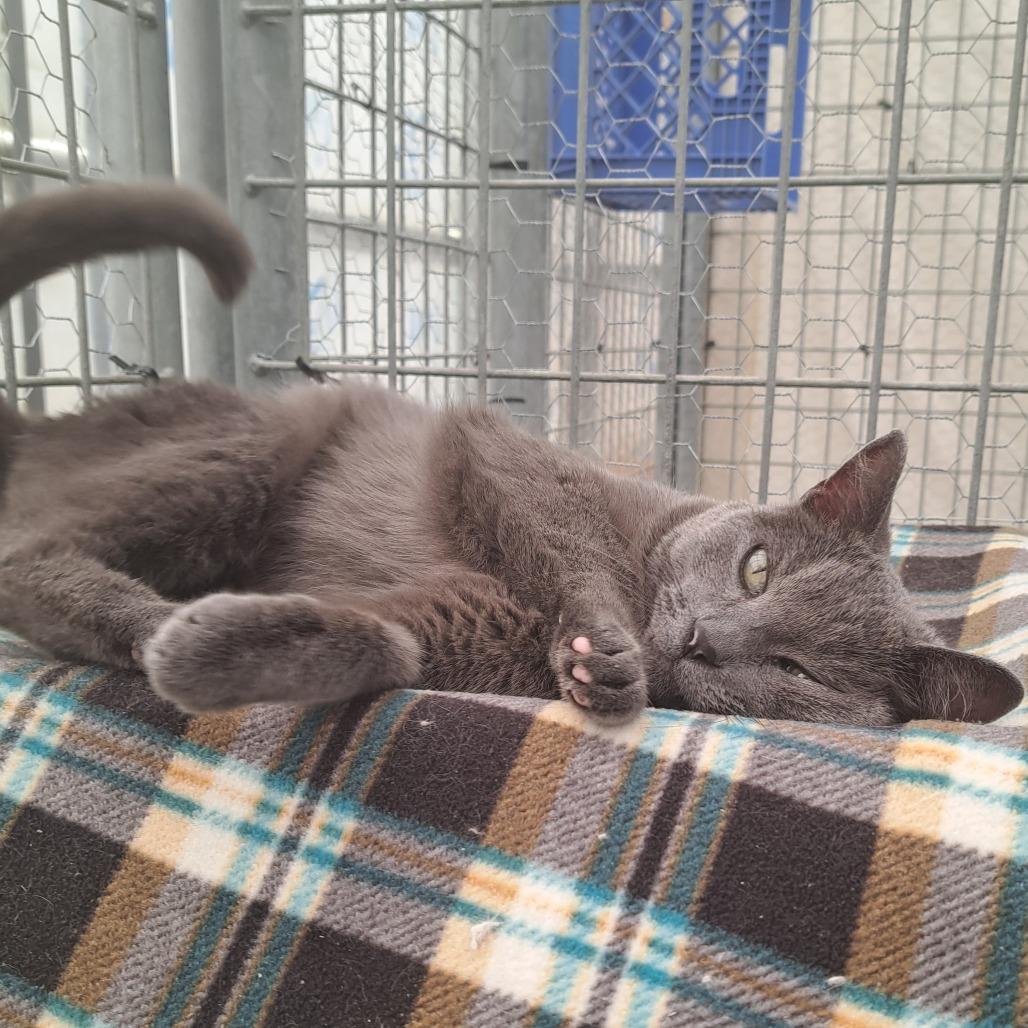 Ginger, Adoptable, Senior Female Domestic Short Hair.