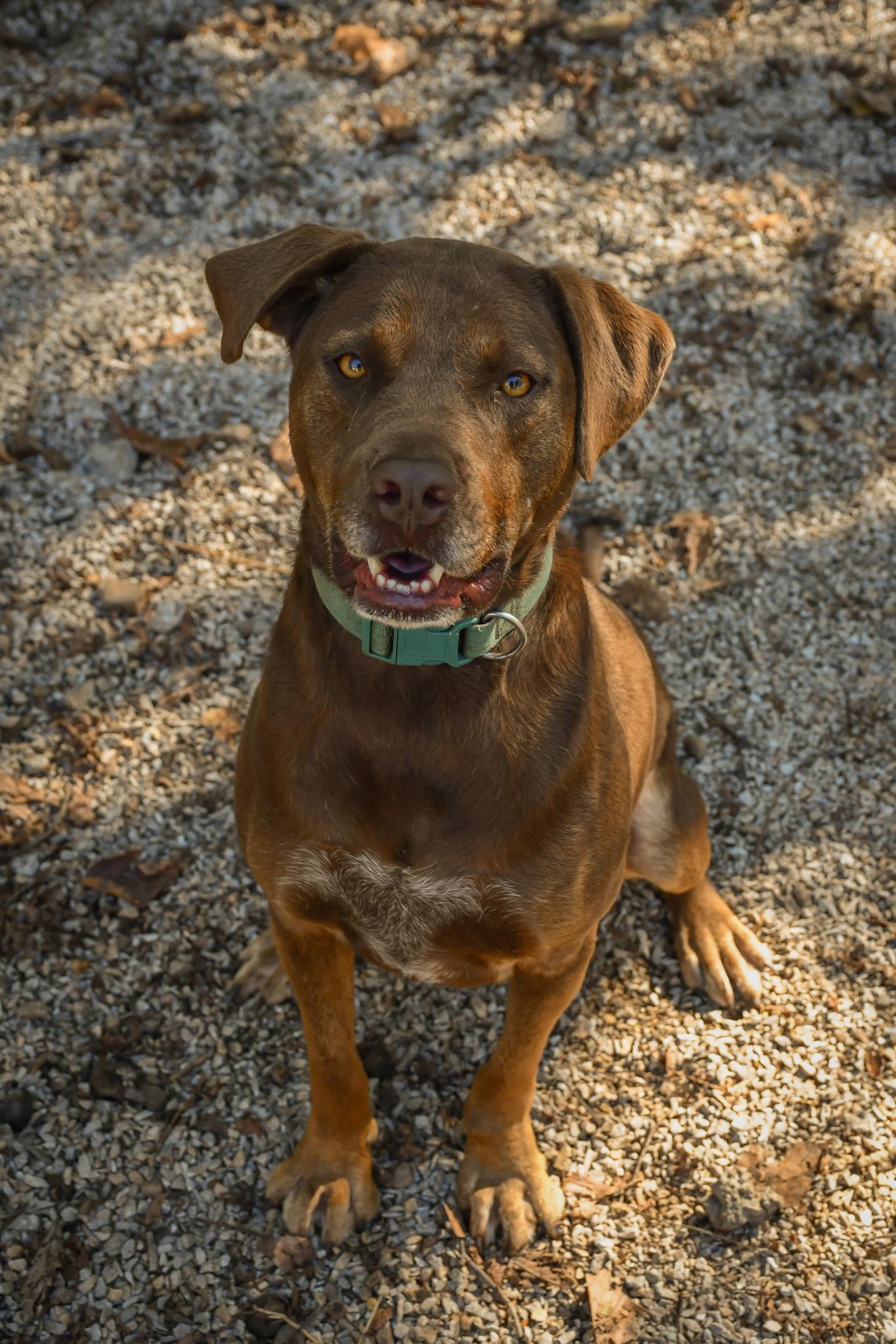 Enlarge Poncho, a Adoptable mixed breed in Osceola, MO image 1/5