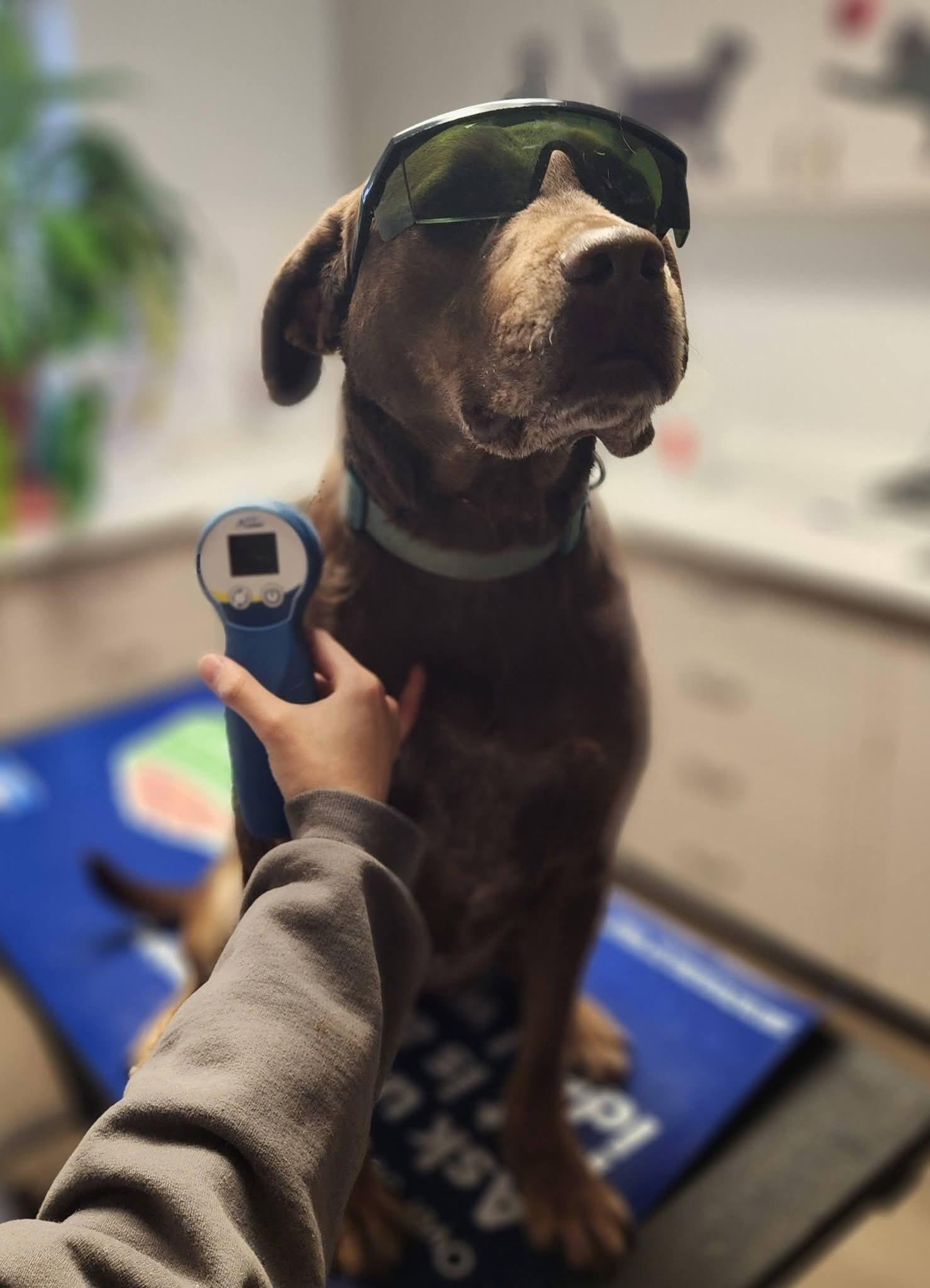 Poncho, Adoptable, Adult Male Pit Bull Terrier & Labrador Retriever.