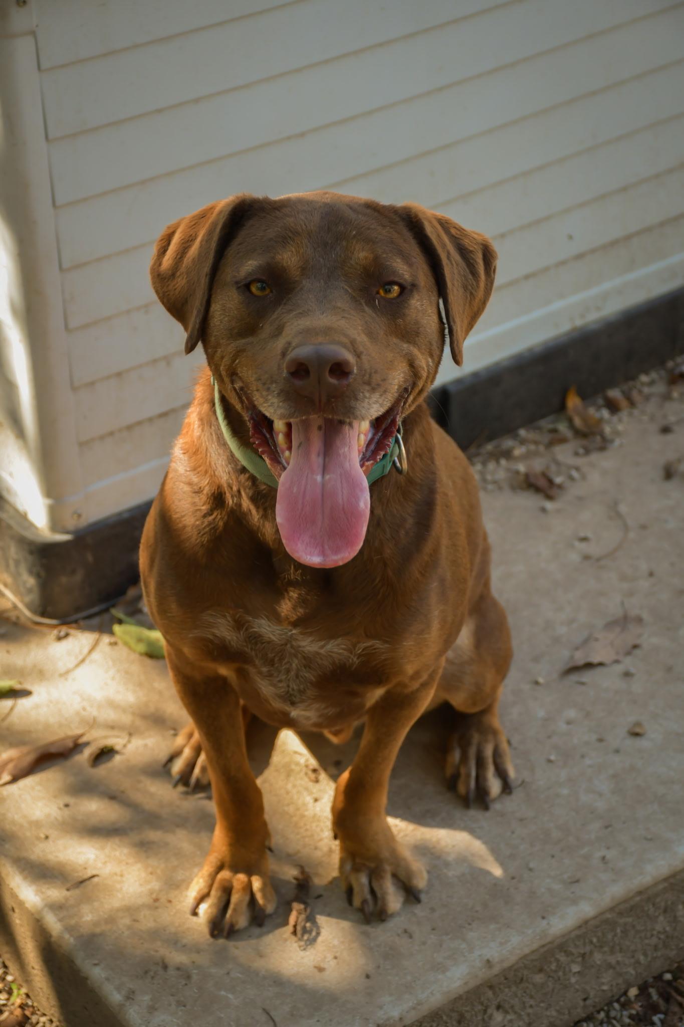 Enlarge Poncho, a Adoptable mixed breed in Osceola, MO image 5/5