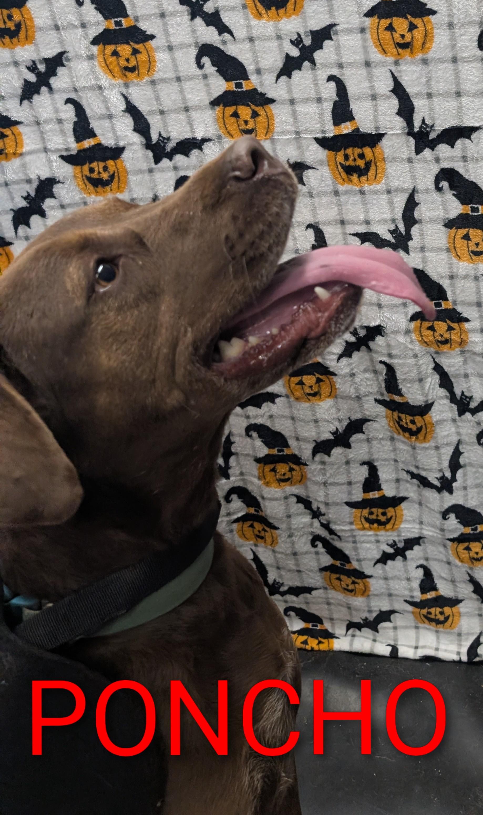 Enlarge Poncho, a Adoptable mixed breed in Osceola, MO image 4/5