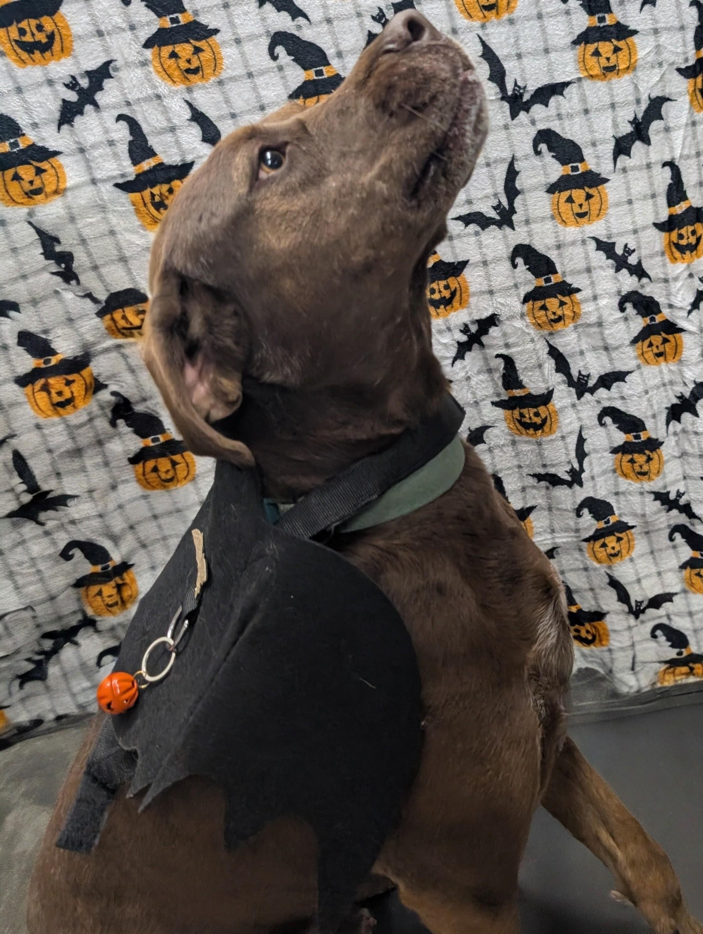 Enlarge Poncho, a Adoptable mixed breed in Osceola, MO image 3/5