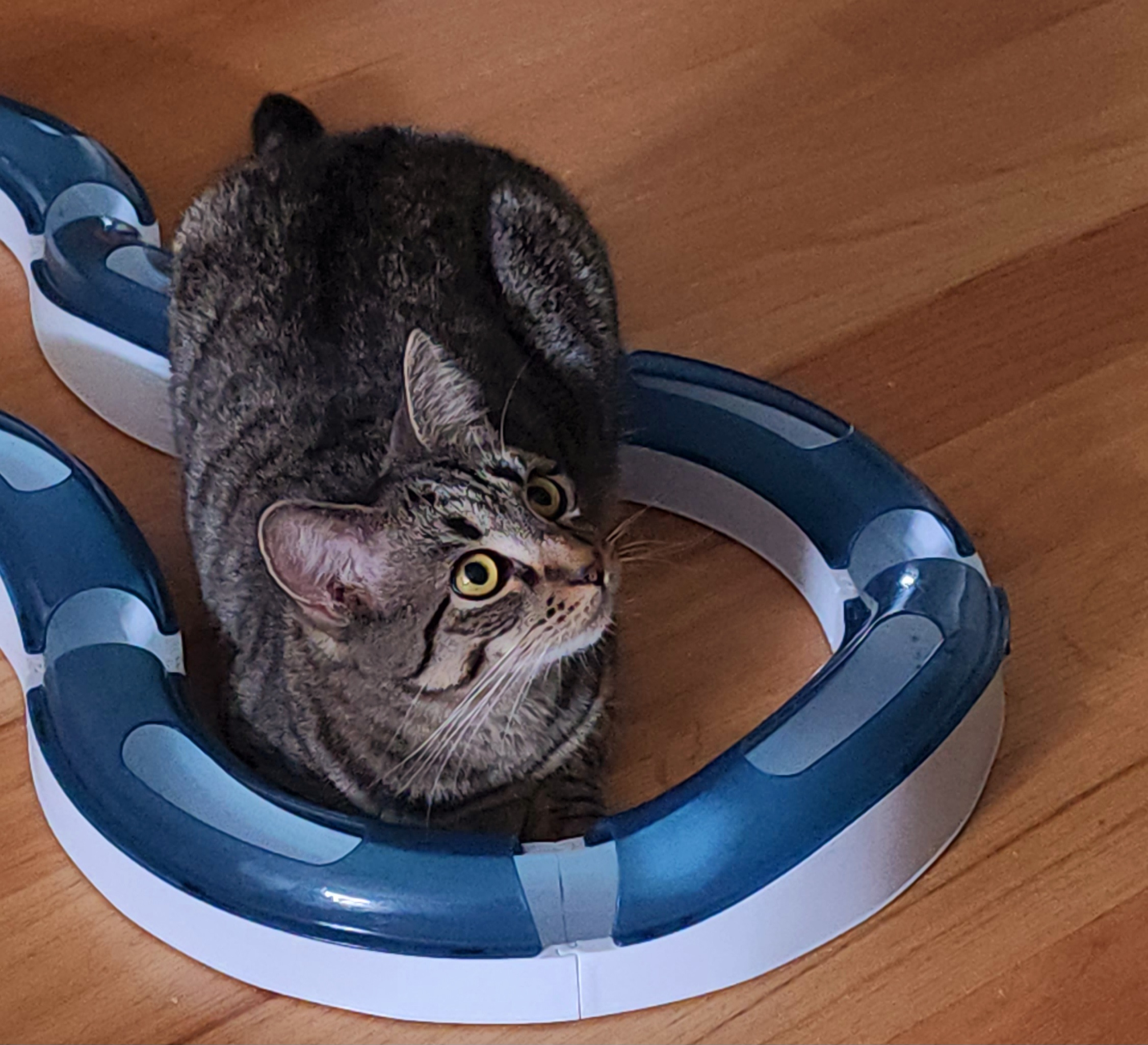 Enlarge Hazel, a Adoptable Domestic Short Hair in Woodbridge, NJ image 1/3